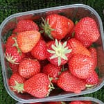 Erdbeeren
